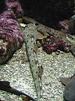 Requin-chabot ocelle (Brest, Oceanopolis).jpg